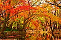 Maple leaves changing colour by a creek.