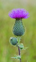 Scottish Thistle