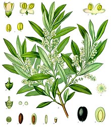 drawing of a branch, flowers, seeds and fruits of the olive tree